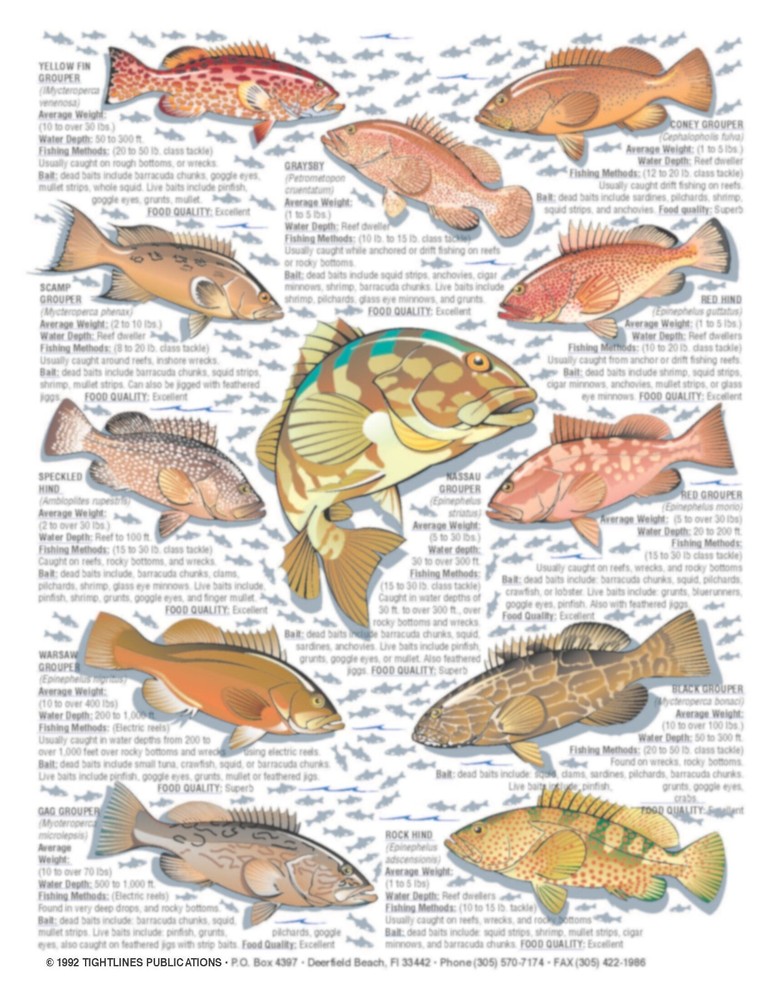 Saltwater Fish Identification #6 -- Waterproof Quick Reference Guide