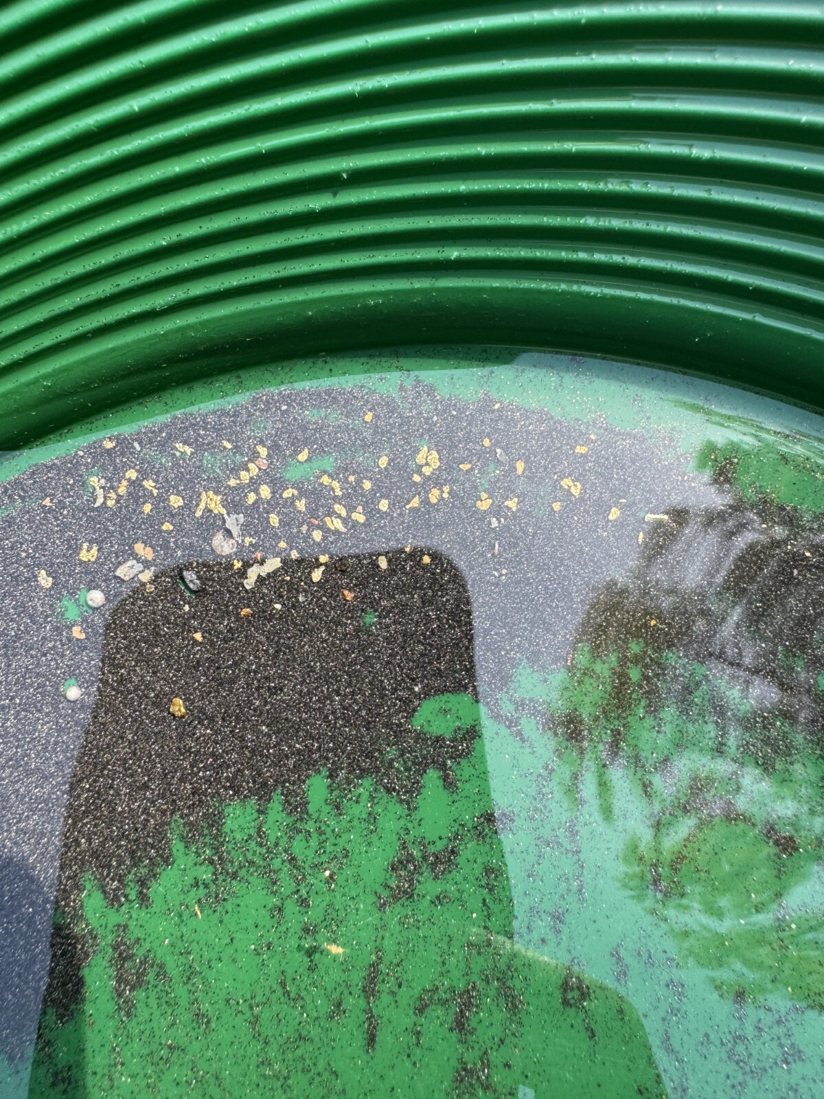 Yuba River Gold Unsearched Paydirt Plus Added Gold Straight from the River rich