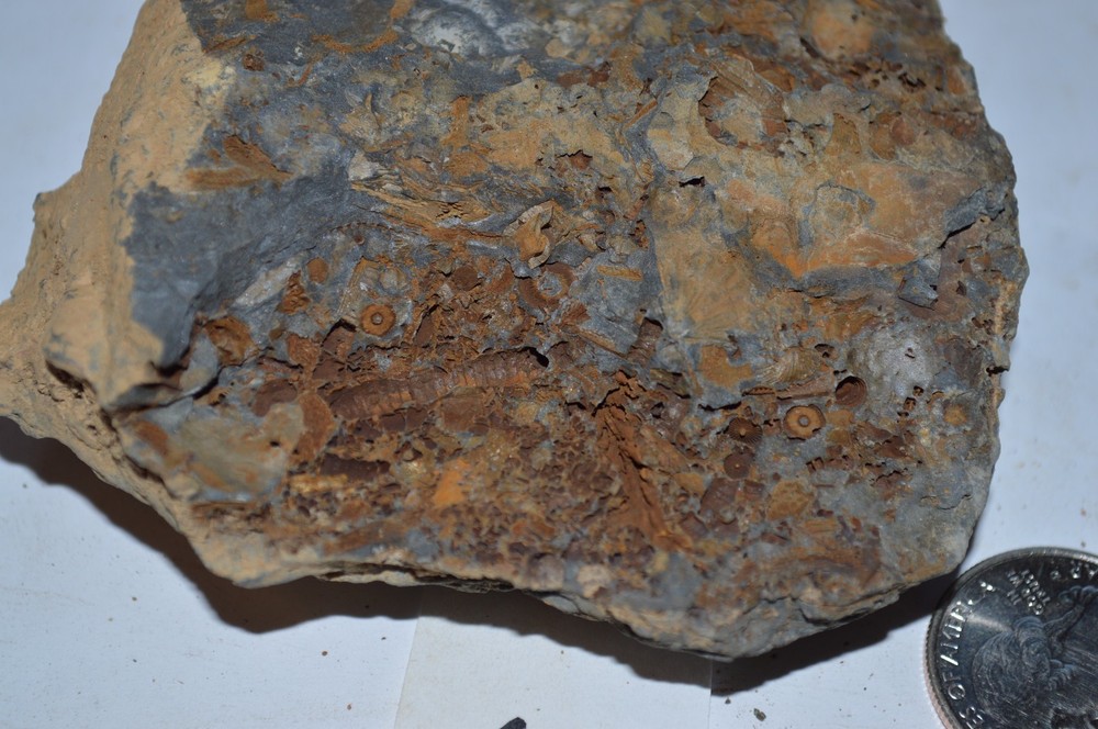 FOSSIL WITH BRACHIOPODS PRINTS ( 43, 22F)