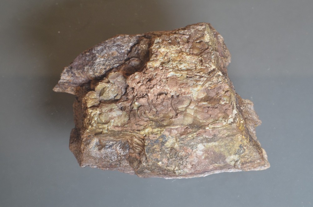 Fossil Dinosaur Bone Cast
