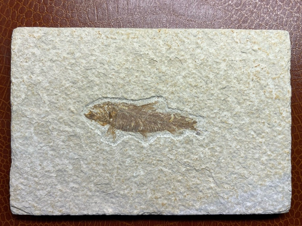 Fossilized Fish Approximately 2.5 Inches