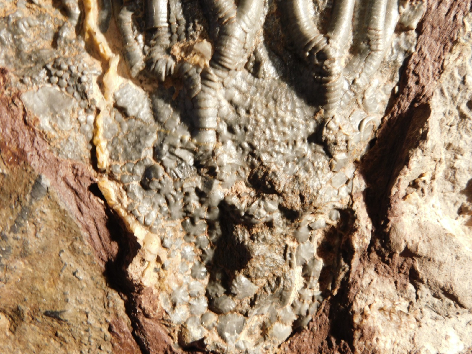 wOw! BIG! 430 Million Year Old! CRINOID Fossil or Sea LILY Fossil Morocco 1144gr