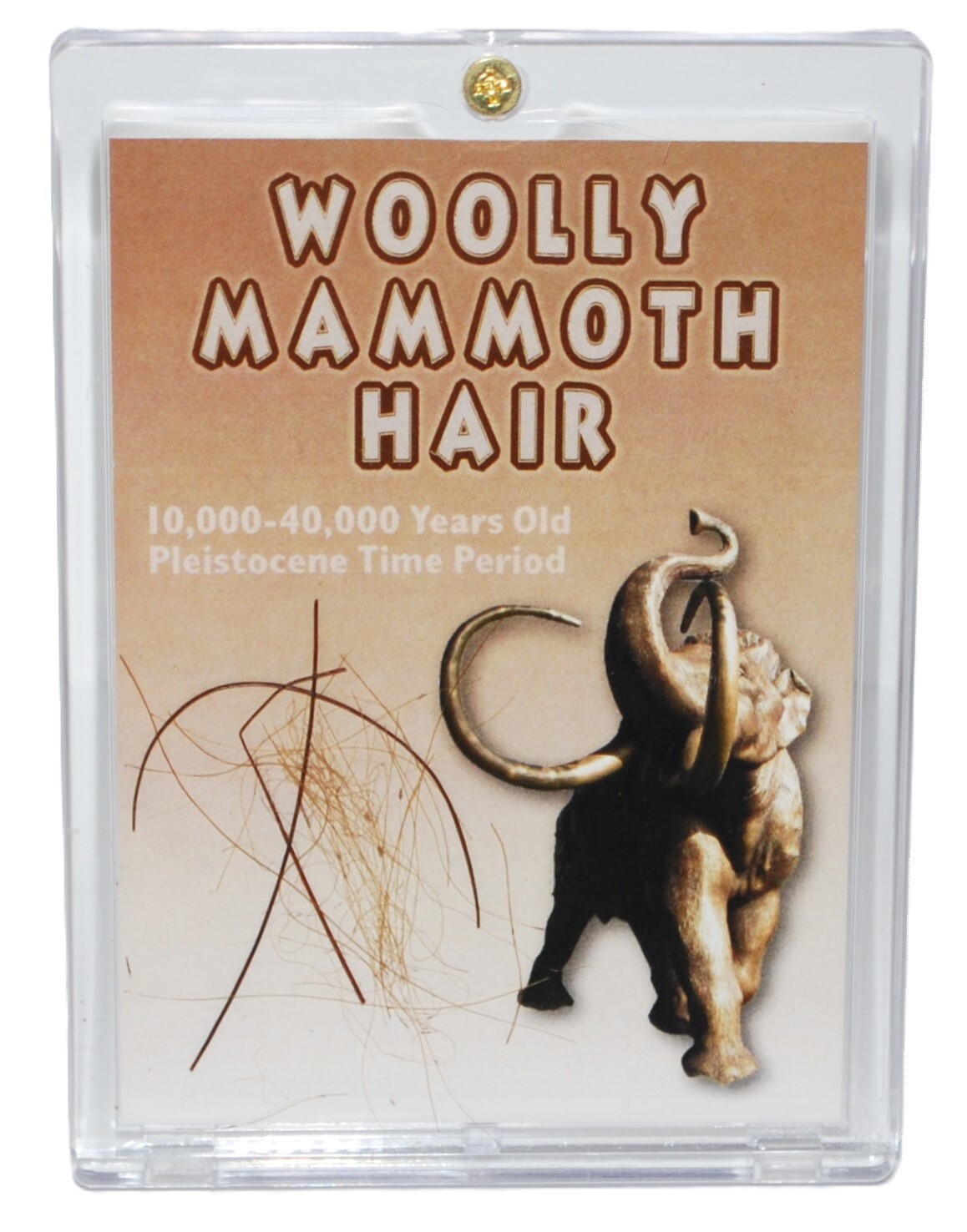 Woolly Mammoth Genuine Hair w/ COA for Fossil Collectors