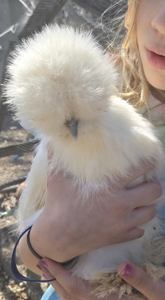 Silkie fertile hatching eggs. Multiple colors. 10 eggs!
