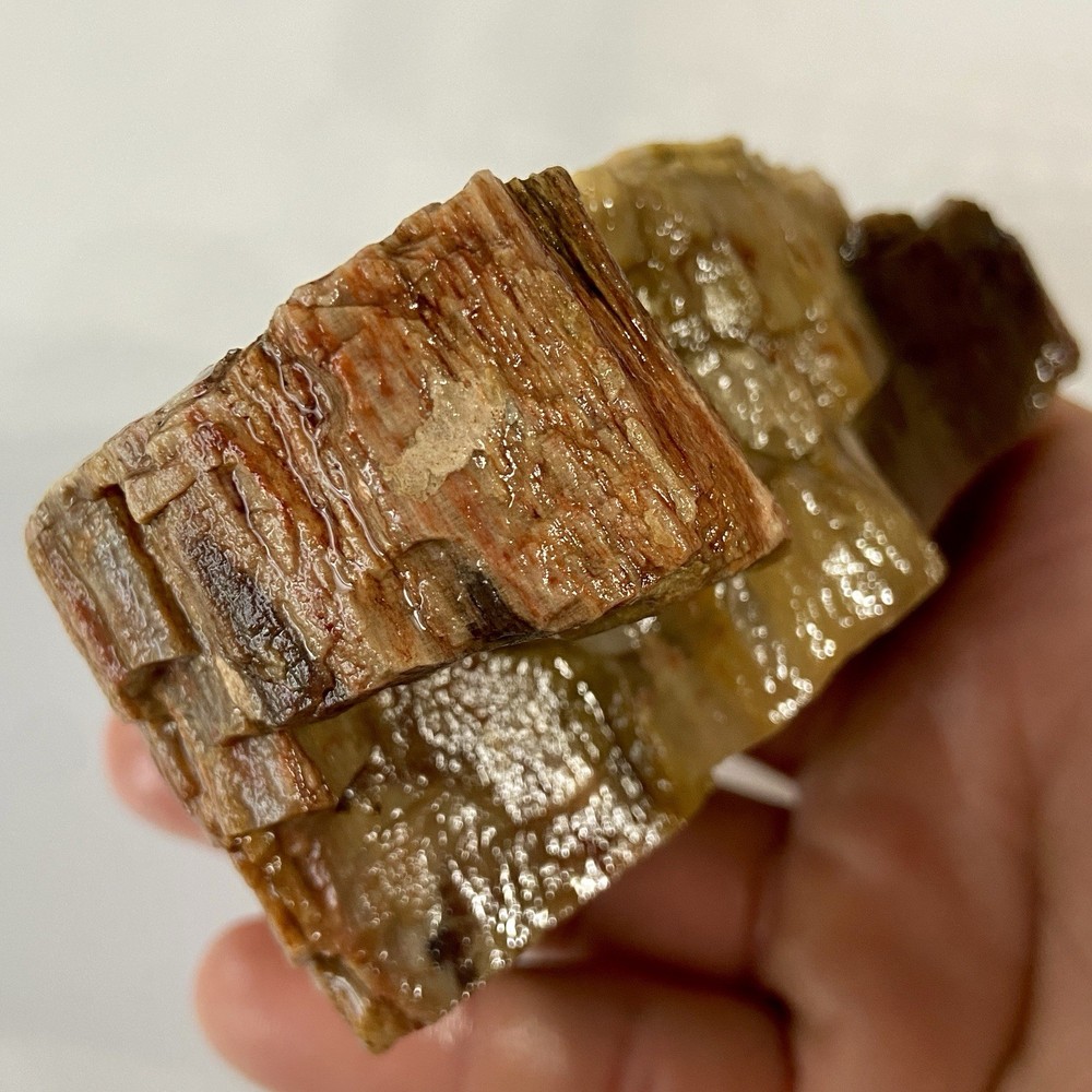 Petrified Wood Raw Chunk 11.44 Oz