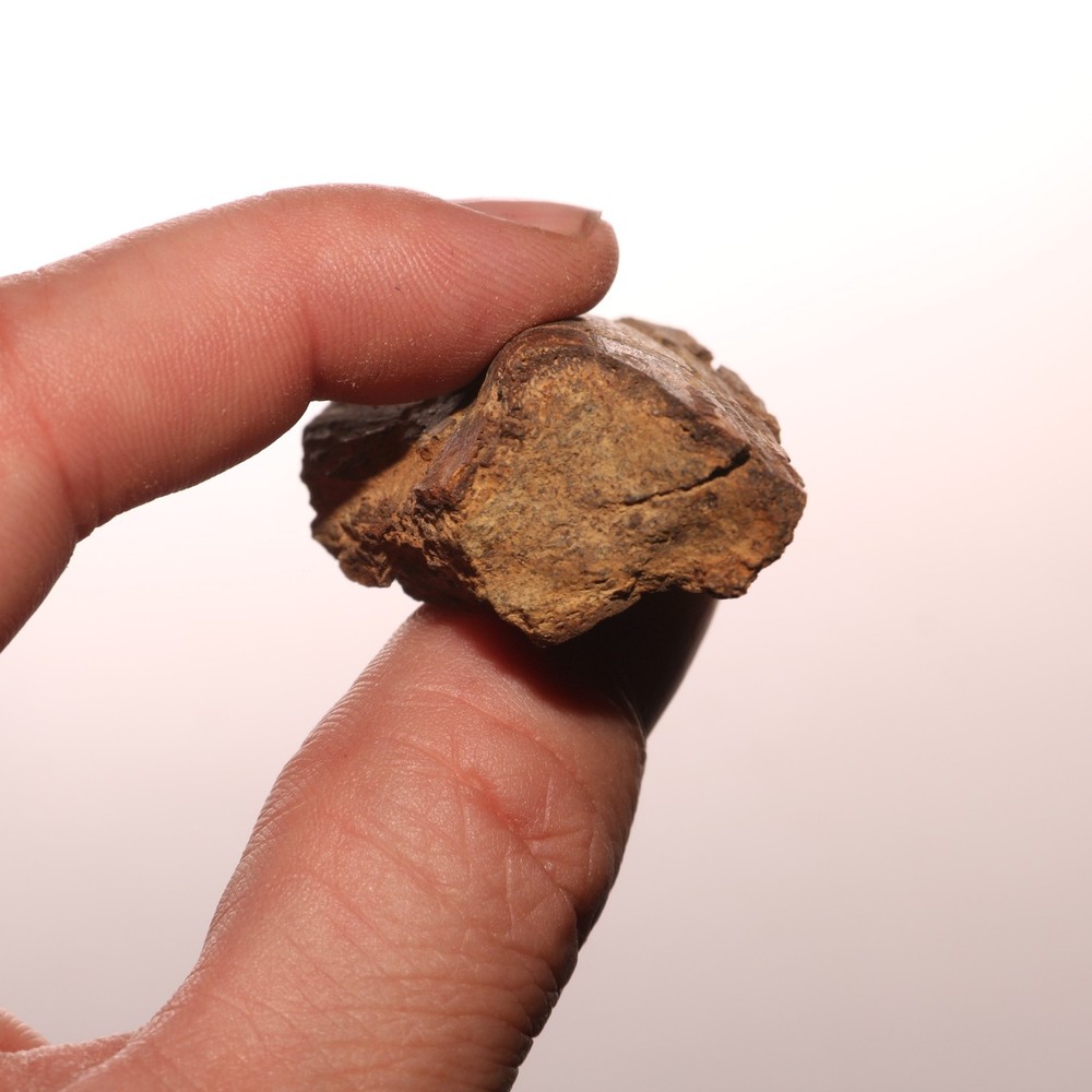 Dinosaur Vertebrae Process - Great - Beautiful - Hell Creek Formation Cretaceous