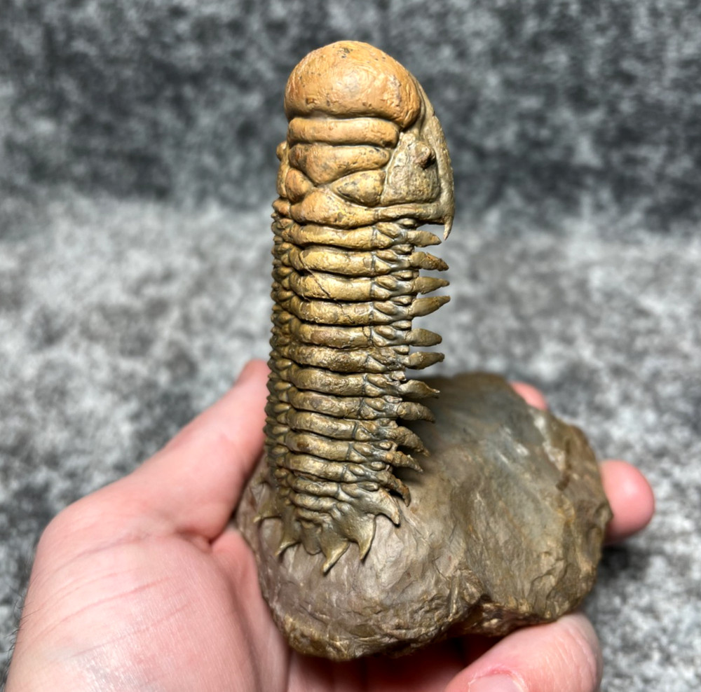 Trilobite Crotalocephalina (Crotalocephalus) Fossil - Ofaten, Morocco