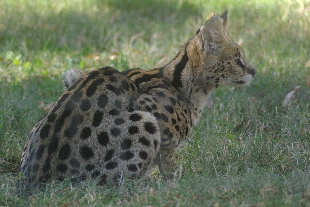 Serval Taxidermy Reference Photo Cd