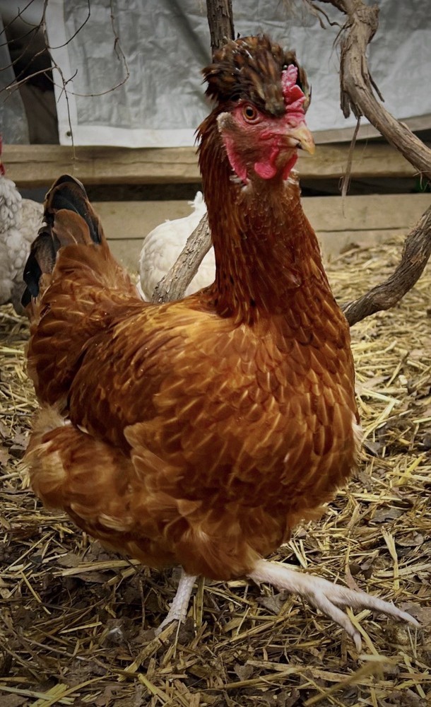 Pure Breeds Rare Highly Desired Chicken Hatching Eggs