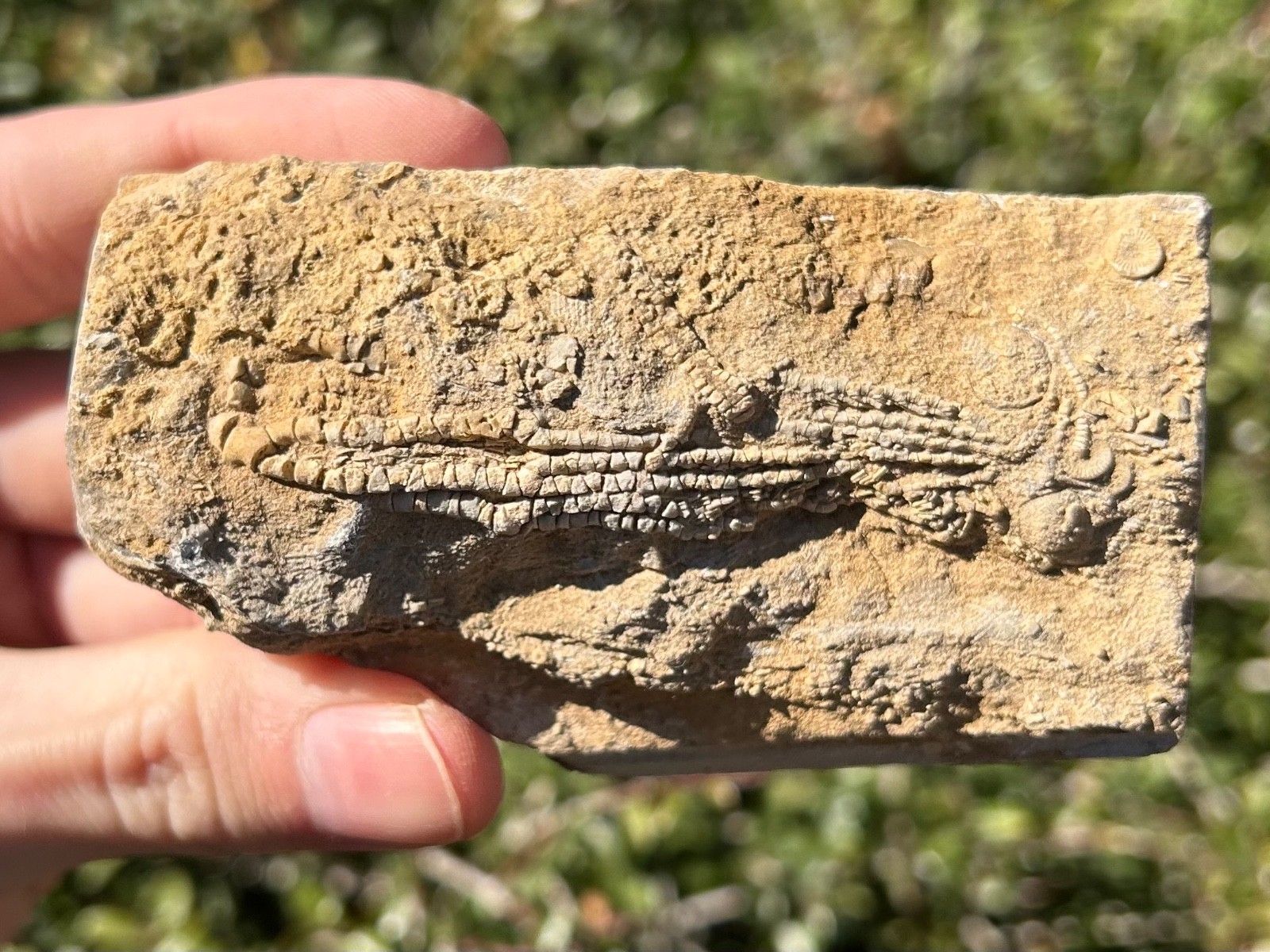 Alabama Fossil Crinoid in Matrix Aphelecrinus bayensis Bangor Limestone Fm