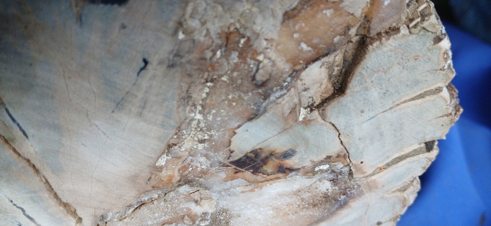 Petrified wood Log