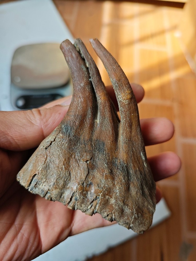 Exquisite fossilized teeth from the Ice Age - Ancient fossil specimens