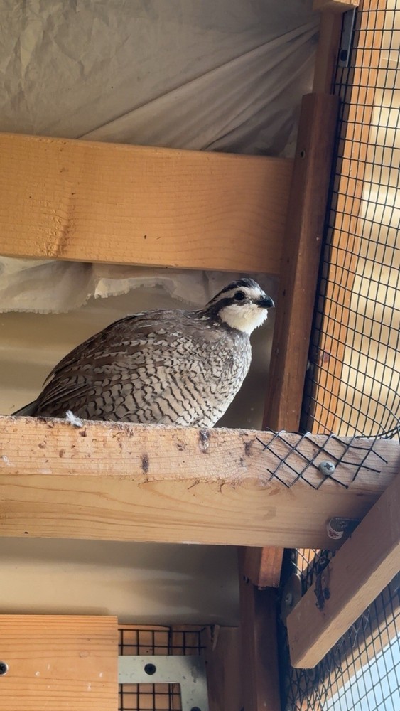 6+ Mixed Bobwhite Hatching Eggs