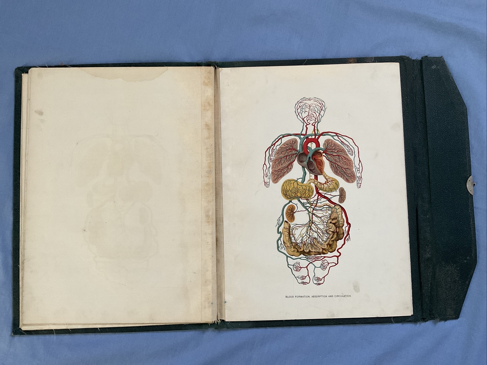 Antique Medical Anatomy Book Embalmer Anatomy Book Binder 1903