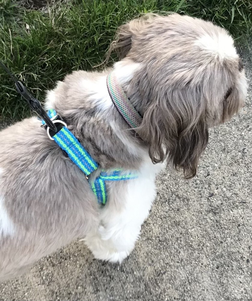 Dog Step-in Adjustable Nylon Strap Harness (Small)