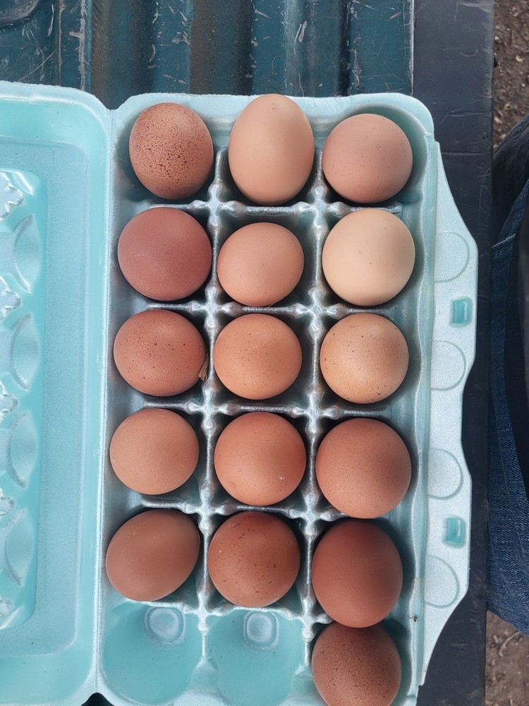 6 Rare Black Penedesenca Hatching Eggs