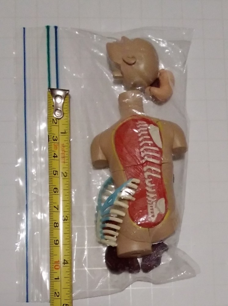4D Human Torso Anatomy Desktop Model REPLACEMENT PARTS *Read Description $2 each