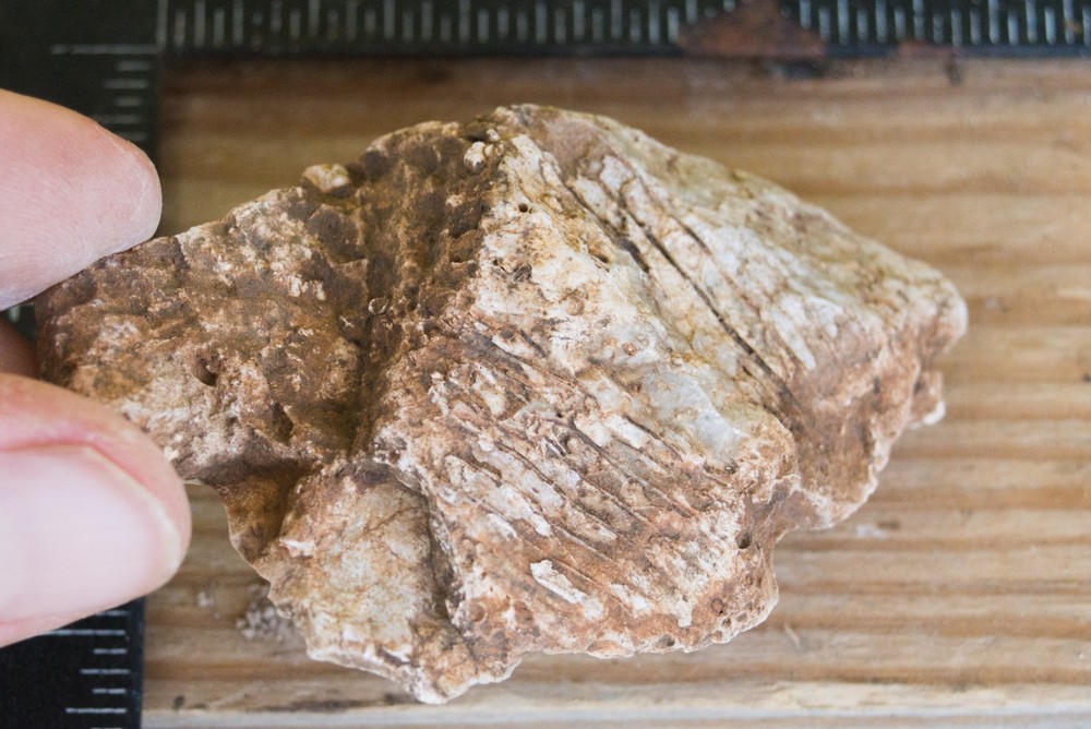 NE Oklahoma Fossil