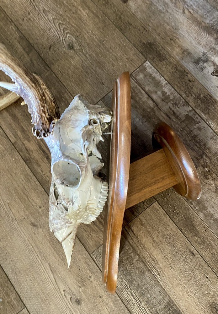 European Mule Deer 3 Point Wall Mount