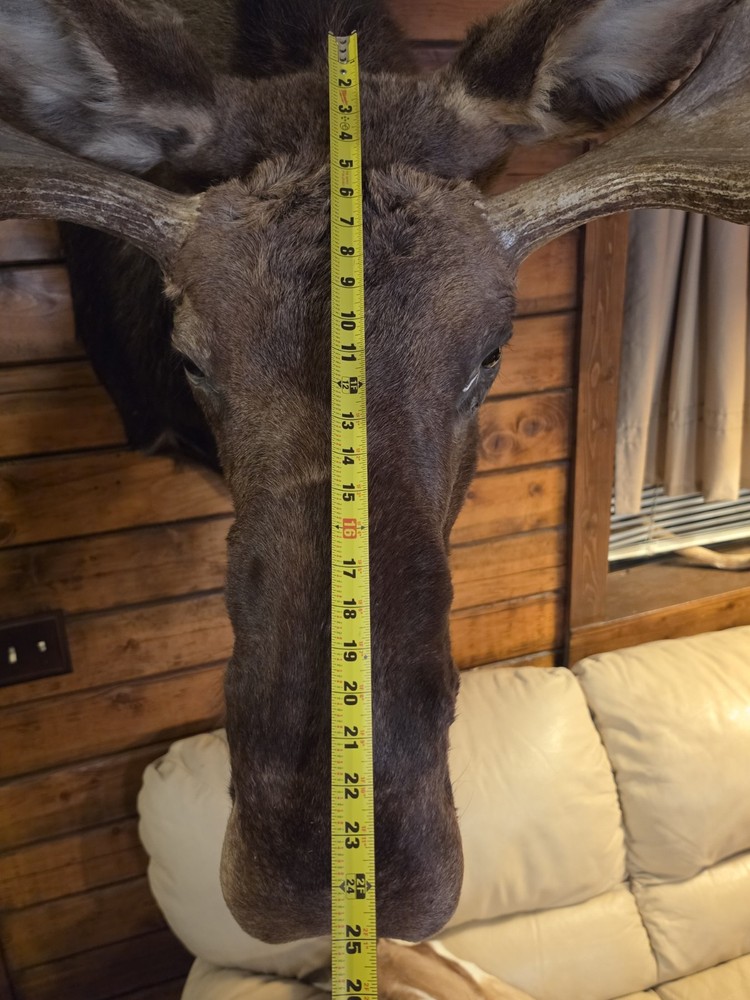 Large Utah Shoulder Mount Bull Moose Head
