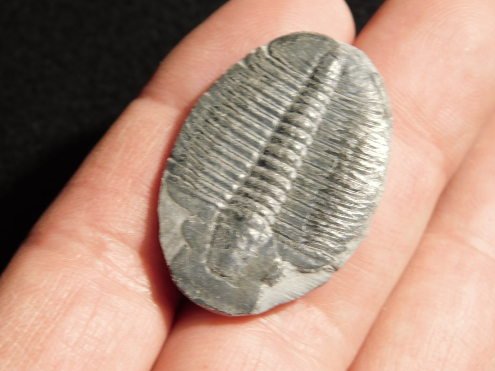 Elrathia TRILOBITE Fossil 100% Natural From Cambrian Utah 7.73