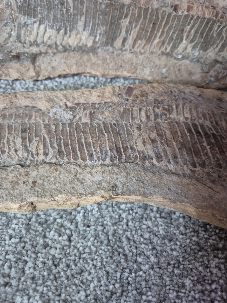 Vinctifer Comptoni Fossil Fish 2 halves