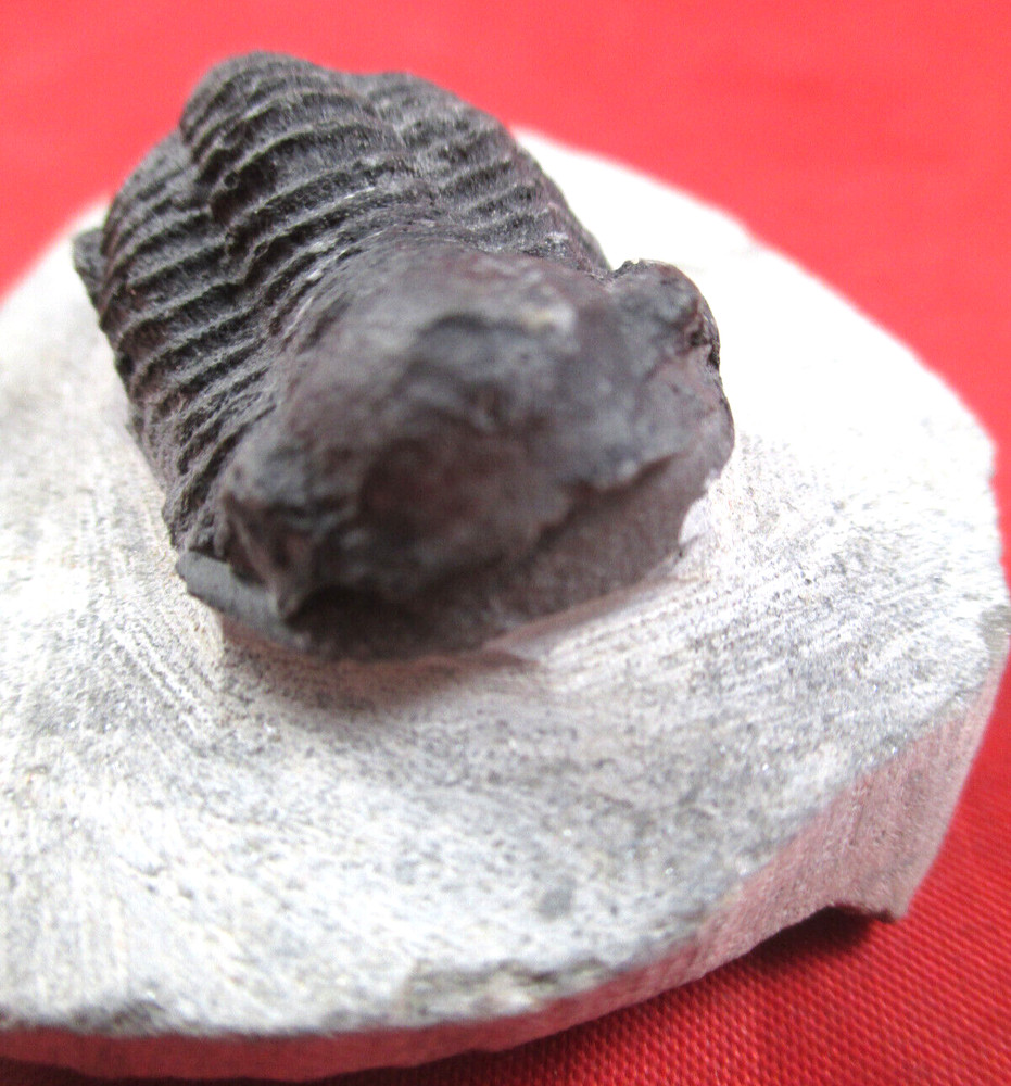 Trilobite Fossil, Phacops sp, Prepared MICRO  60  Grams