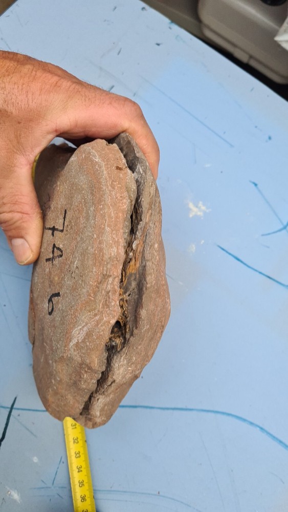 Pesce Fossile Vivente AMIA