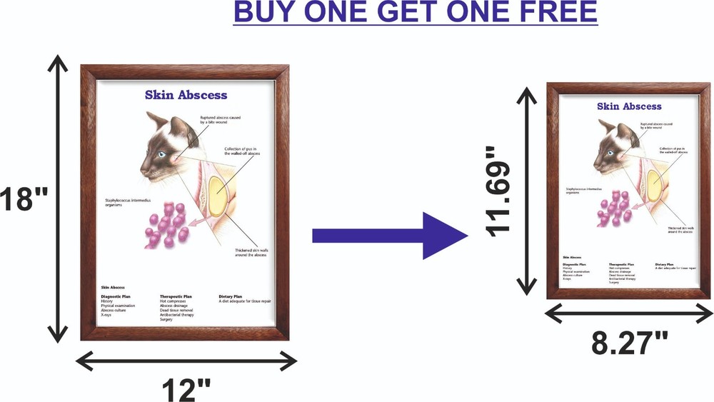 Skin Abscess Chart 12x18 inches