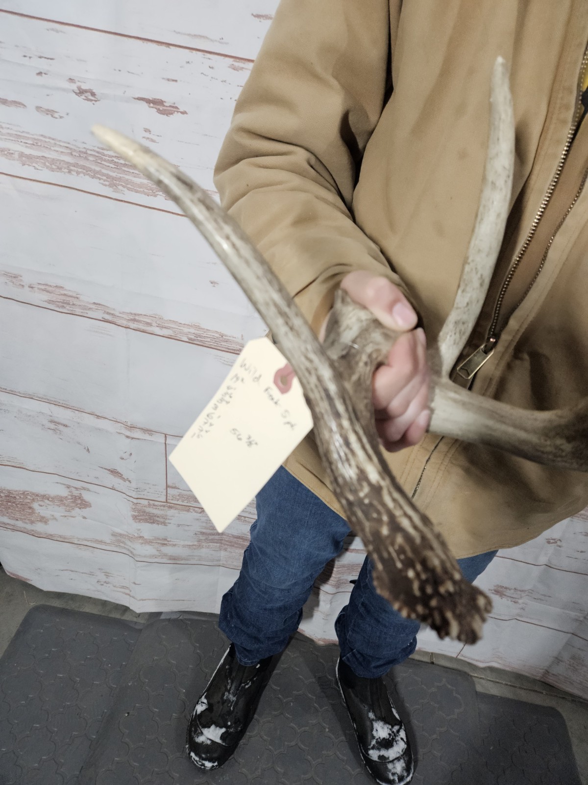 Freak Whitetail Deer Antler Shed Horn Rack Decor 5 Point Man Cave Decor 56"