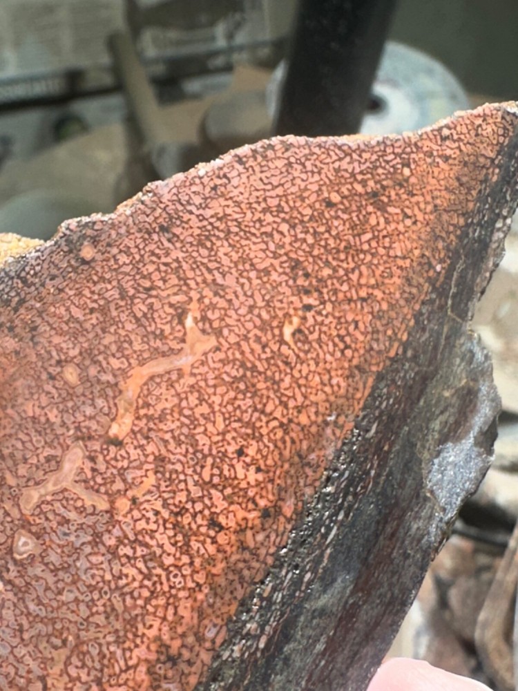 Dinosaur gem bone rough chunk.
