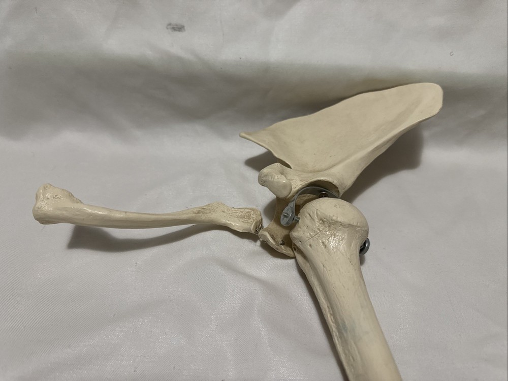 Upper limb bone scapula arm bone clavicle upper arm bone human skeleton model