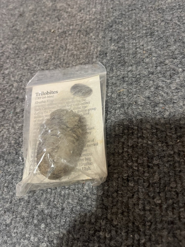 2" Trilobites Fossil