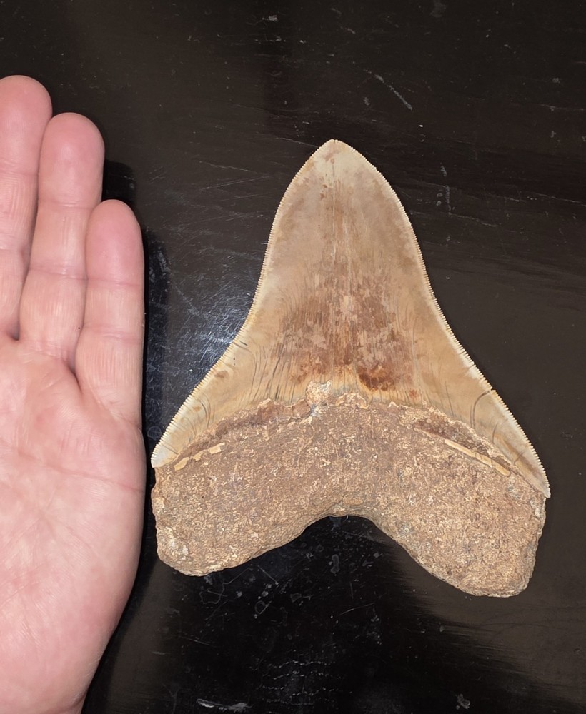 Megalodon Tooth 15.3 Centimeters