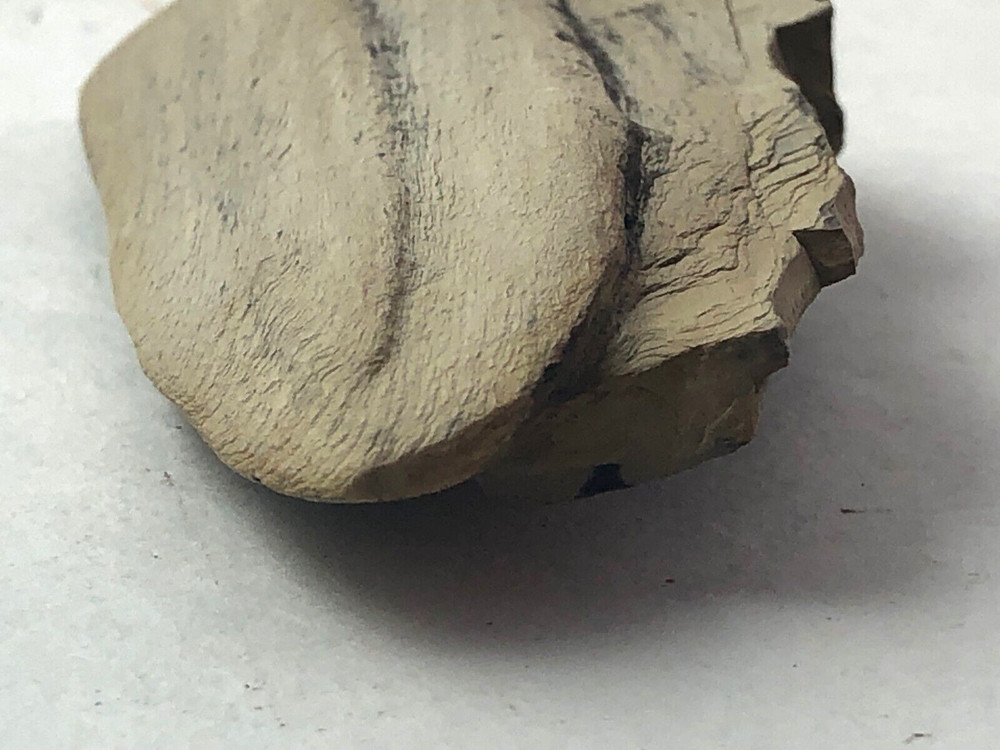 Petrified Wood 2.5 oz.