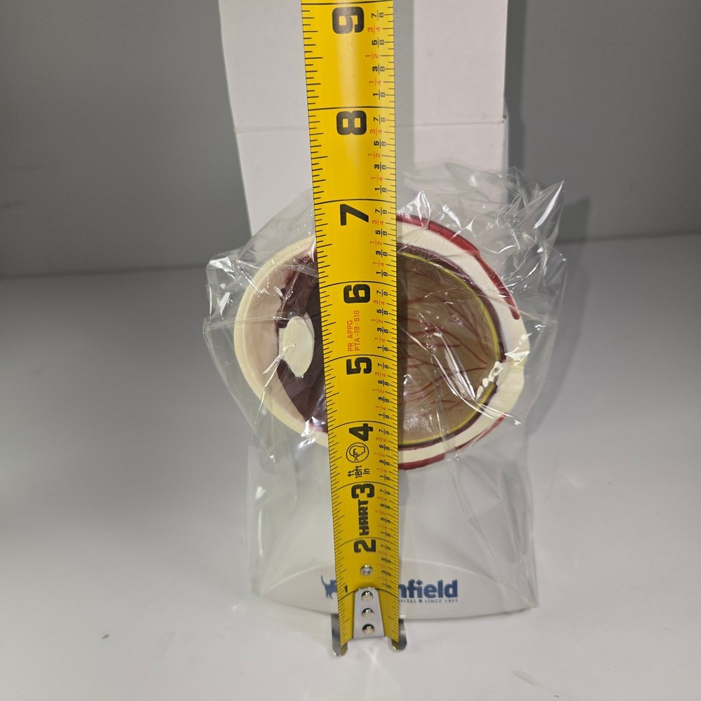 Banfield Eye Anatomy Model Educational Teaching Tool