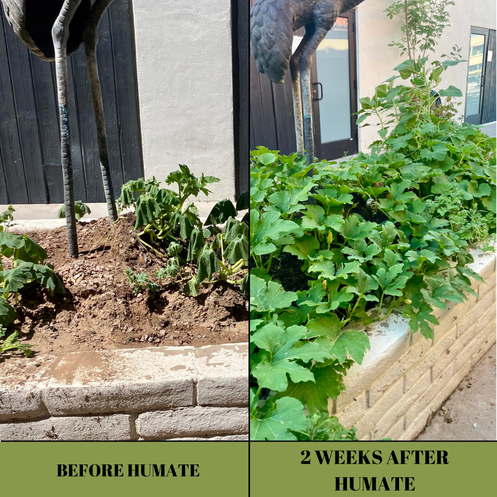 Humate Soil Amendment, Fertilizer and Conditioner