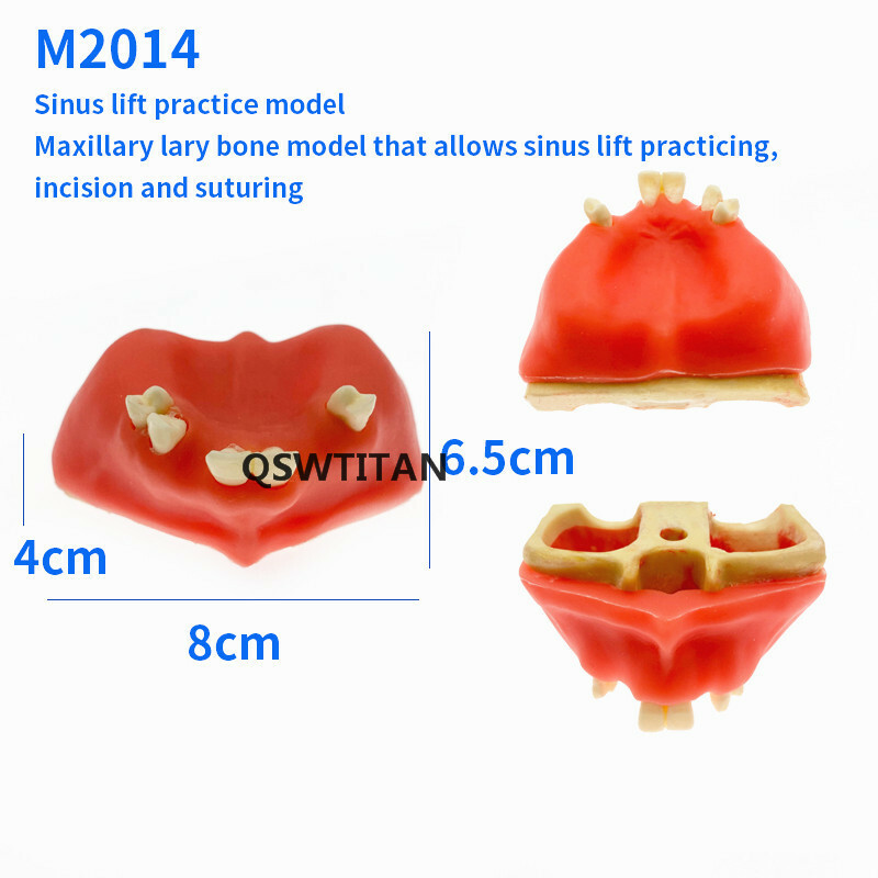 Dental Sinus Lift Practice Teeth / Tooth Model Simulation Typodont Study Model