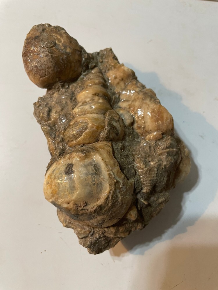 CLAM SHELL AND GASTROPOD MULTIPLE SPECIMEN