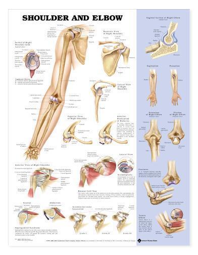 Shoulder and Elbow Anatomical Chart/Charts/Models