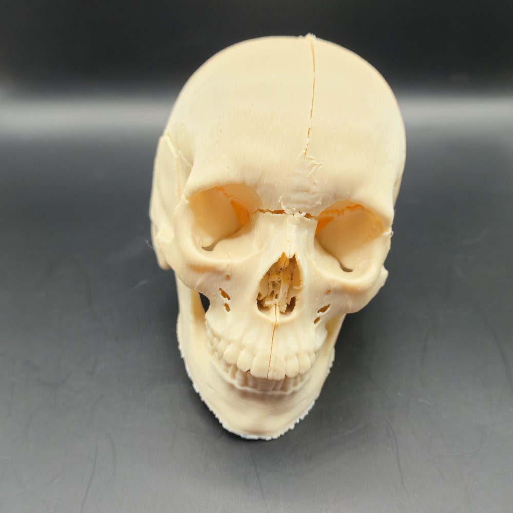 Tiny Human replica mini Skull 3D Print anatomically correct Gag gift 3"