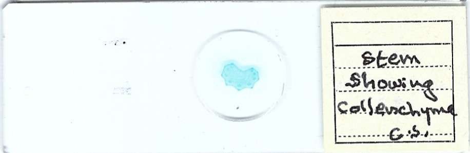 Stem showing Collenchyme c.s. Microscope Slide