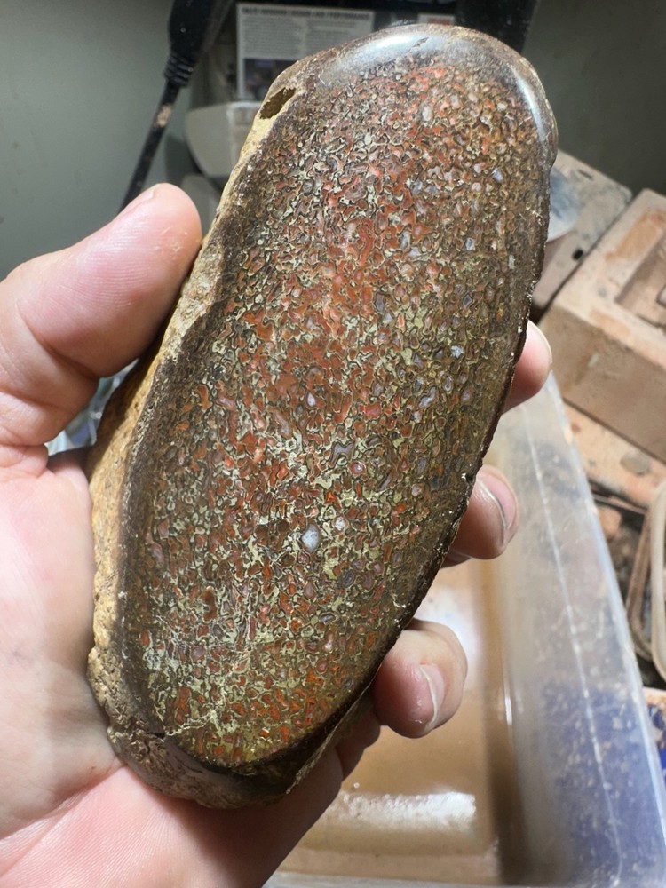 Dinosaur bone polished knuckle end cut specimen.