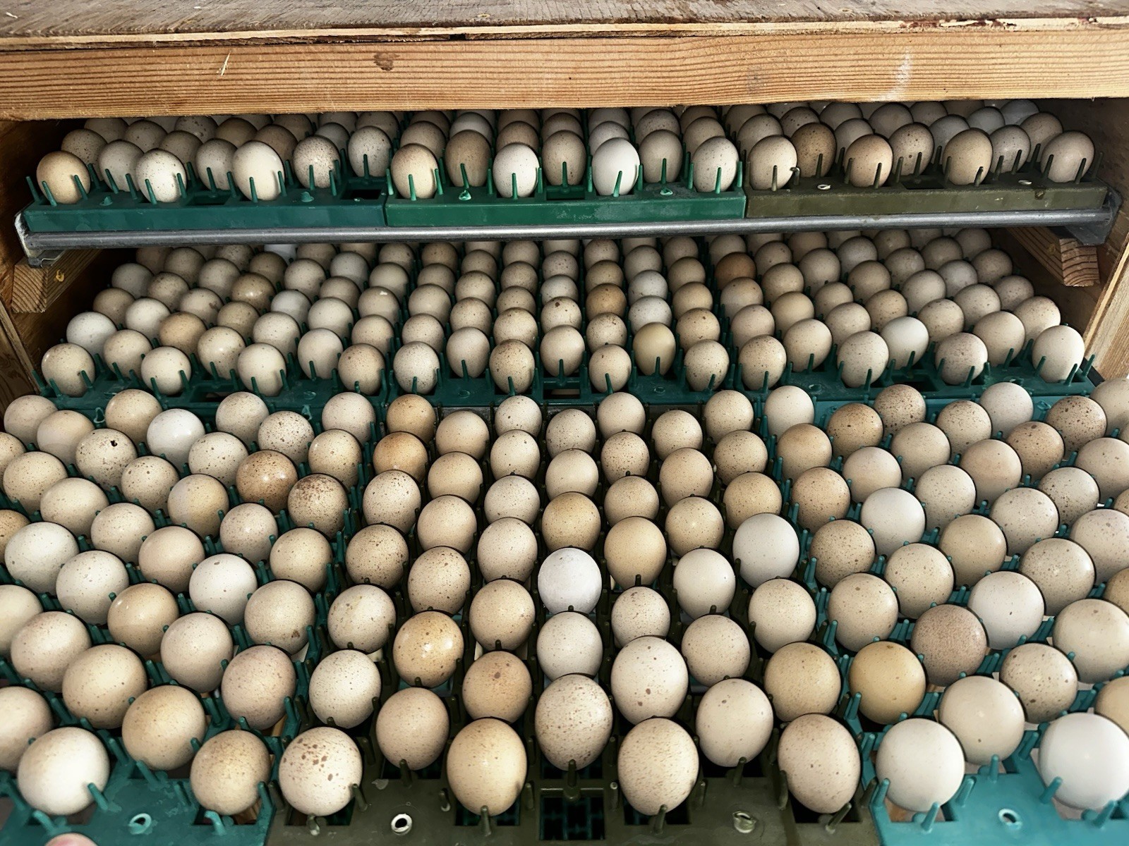 60 Fertile Chukar Partridge Hatching Eggs