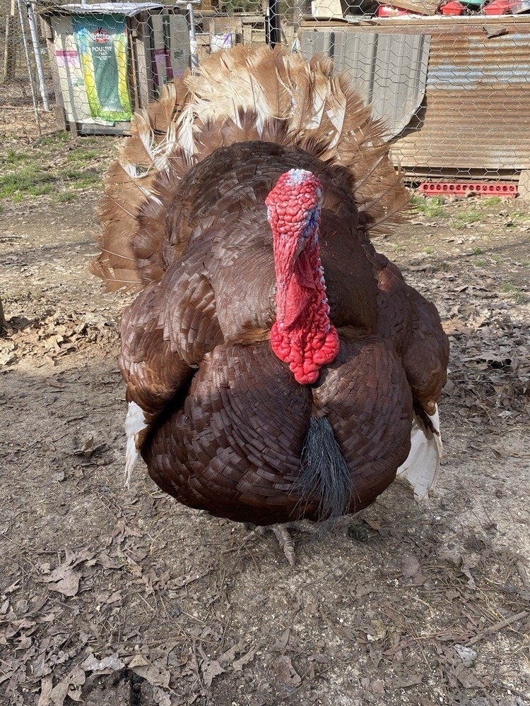2ct Bourbon Red Turkey Hatching Eggs