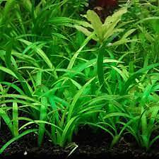 Dwarf Sagittaria (Subulata) Bundle