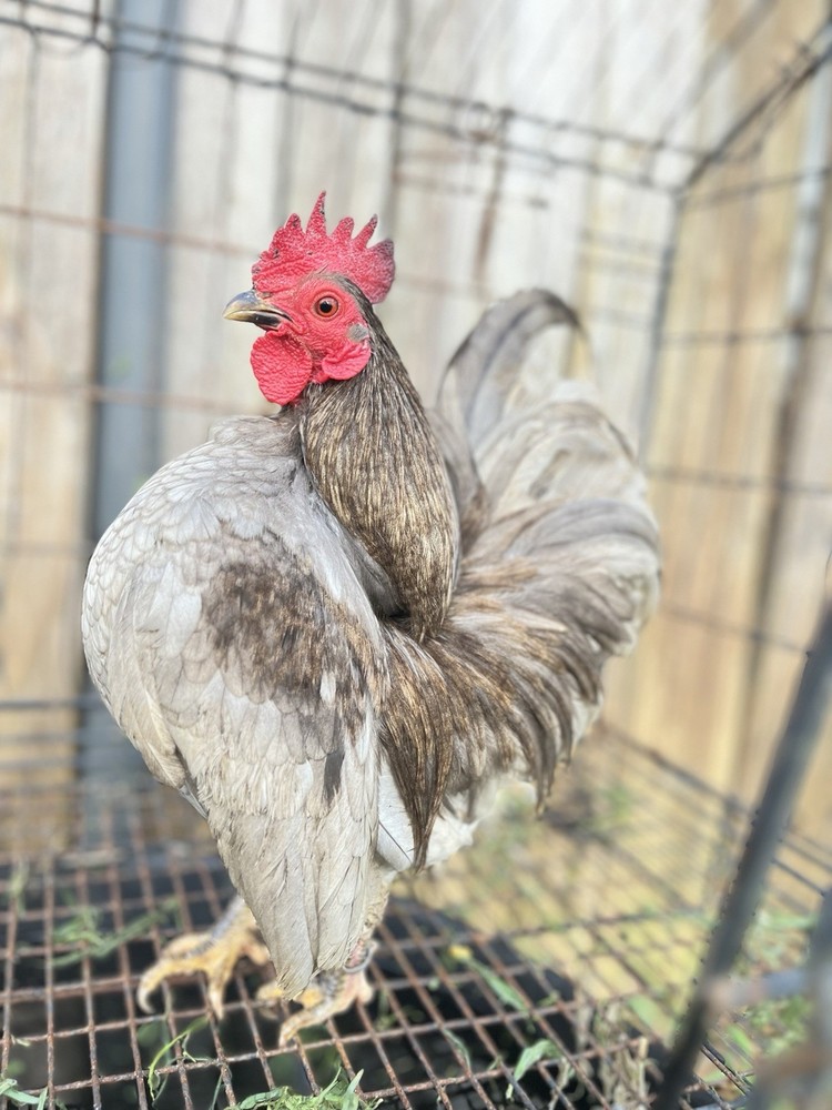 Serama Hatching Eggs from Show Stock NPIP 12+