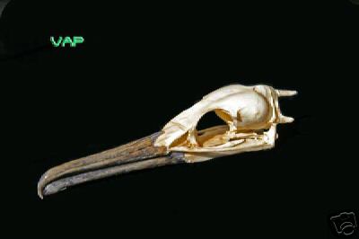 COMORANT  SKULL   REPLICA