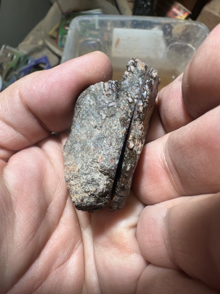 Dinosaur bone rough **hxtled split
