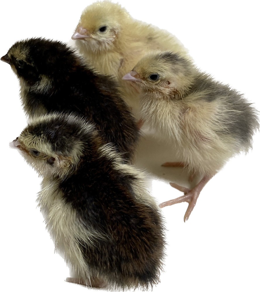 60- Celadon Quail Hatching Eggs - 100% True Blue Coturnix 🪺